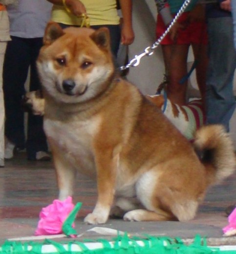 Recibiendo su premio en el concurso de la sociedad protectora de animales PROVIDIGNA!!!